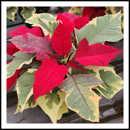 Poinsettia Red/Green 6"