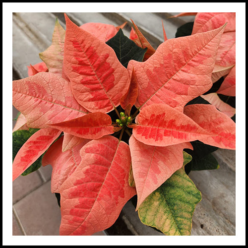 Poinsettia Peach 4.5"