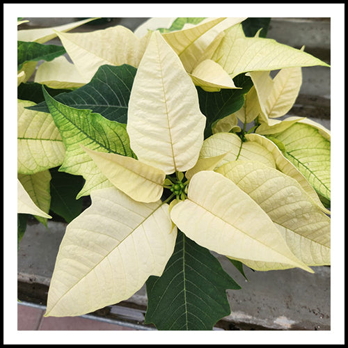 Poinsettia Cream 4.5"