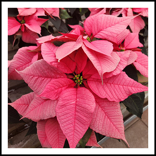 Poinsettia Pink 6"