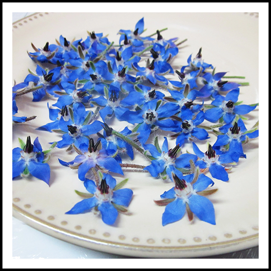 Edible Herbs Borage Blossom 50ct