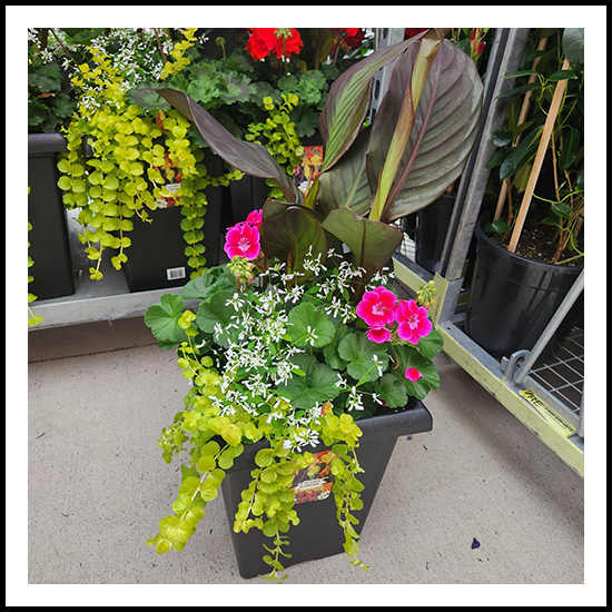 Spring Planter Pot Pink 10"