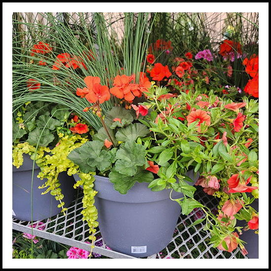 Spring Planter Pot Red 13"