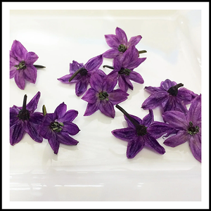 Edible Micro Flowers Purple Pepper 50ct