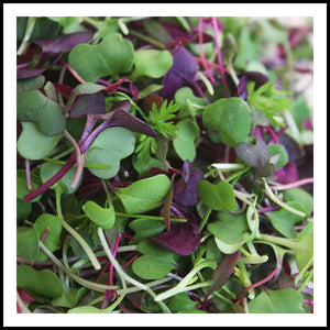 Edible MicroGreens Harvest Mix 2oz