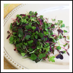 Edible MicroGreens Harvest Mix 2oz