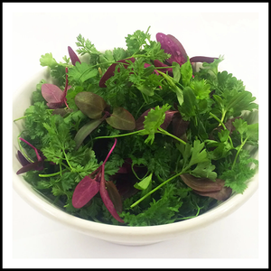 Edible Herbs Petite Fine Herbs Mix 1.75oz