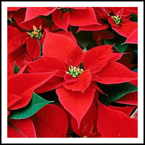 Poinsettia Red 4.5"