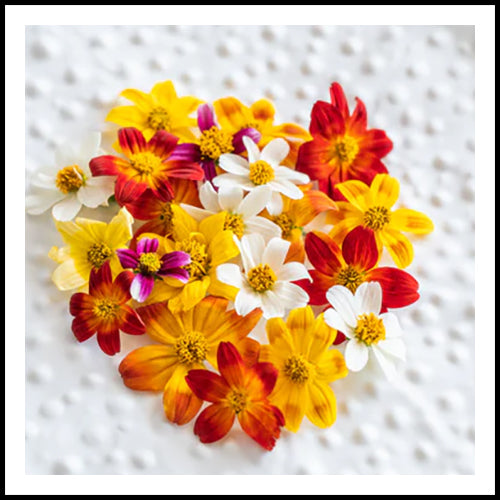 Edible Micro Flowers Sun Daisy Mix 100ct