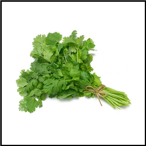 Herbs Cilantro bunch